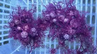 Aquacultured blue tuxedo urchins available now!