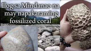 Isang ilog sa Mindanao na may maraming magagandang fossilized coral,rockhounding to processing