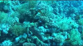 Red Sea Diving