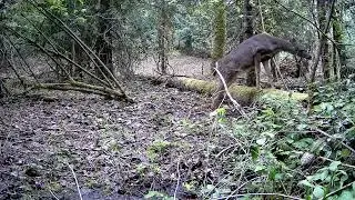 Deer Feeding -ASMR
