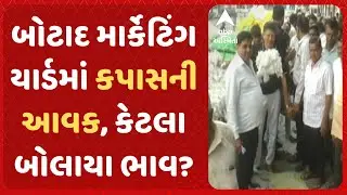 Botad Marketing Yard | બોટાદ માર્કેટિંગ યાર્ડમાં કપાસની આવક, જુઓ અહેવાલ
