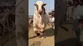 OMG king Of Asia Bull ..😱😱😱
