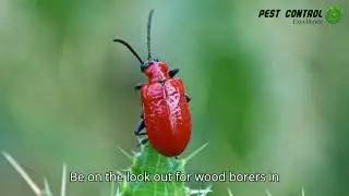 Wood Borer Investations