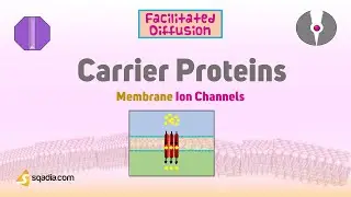 Membrane Ion Channels - Carrier Proteins