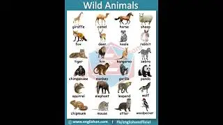 24 wild animals name