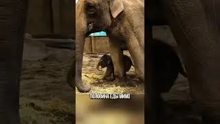 Слонёнок Не Понимает Что Такое Хобот 😂