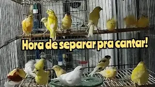 Hora de separar os machinhos pra cantar