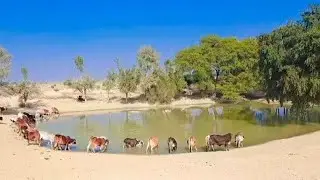 Beautiful Desert in pakistan #travel #foryou #animals #village #desertsafari 