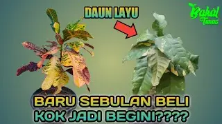 TERNYATA INI SALAH SATU PENYEBAB TANAMAN PURING LAYU
