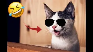 Funny Animal Videos 2022 😂 - Funniest Cats And Dogs Video
