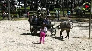 2013 XXVI DIA DEL CABALLO DE ARCOS DE LA FRONTERA