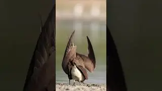 Collared Pratincole Display Nal Sarovar Gujarat February...2023 Call...9724981586