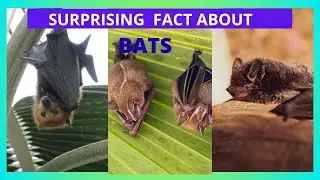 Bat Animal Control,HowSafely Handle BatsWithoutHarm,AnimalControl Explain,Are Bats Dangerous,Helpful