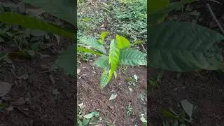Cocoa farming early stages - cocoa plant at 1 year of seed planting - subscribe for insights #viral