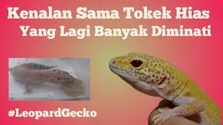 Verzorging en selectie van luipaardgekko-kooien