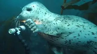 Dive California