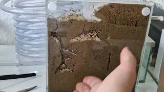 Ameisen Temperatur Kontrolle: Heizmatten