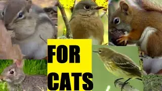 HOW TO MAKE YOUR CAT GO CRAZY !