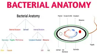 Bacterial Anatomy || Different Parts Of Bacteria