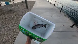 Urban Pond Trout Fishing Phoenix Arizona