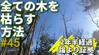 全ての木を枯らす方法（機械なし、除草剤なし、軽作業）　巻き枯らし２年経過