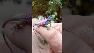 I Am The Lizard King
