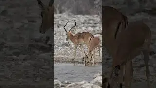 Impalas at Etosha National Park in Namibia.