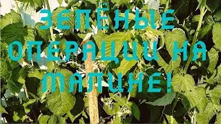 Зеленые операции на малине!Green operations on raspberries!