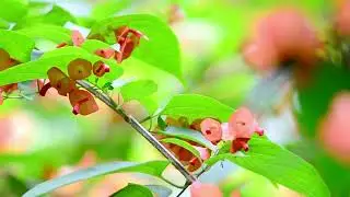 Crimson Sunbird – The Scarlet Jewel of the Tropical Forest  #AethopygaSiparaja