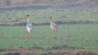 Sarus Cranes Near National Chambal Sanctuary & Yamuna River | Birding in India