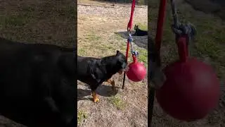 Rottweiler on the Tether Tug #tethertug #rottweiler