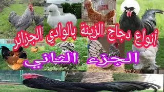 أنواع دجاج الزينة بواد سوف الجزائر (الجزء الثاني)