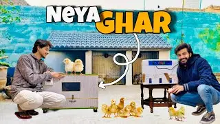 Chicks K Liye New Big House Agya😍 Aur Sab Chicks Ko Apny New Ghar Me Shift Kar Diya💝