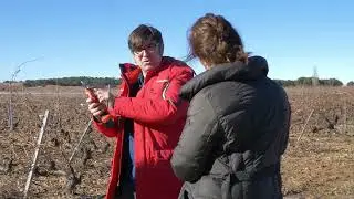 Demostración en campo de nuevas tijeras de poda a batería BELLOTA para el viñedo