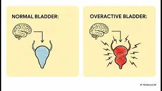 8 Oxybutynin  Mechanism, Uses, and Formulations