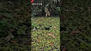 puddle in the middle of the forest #shorts
