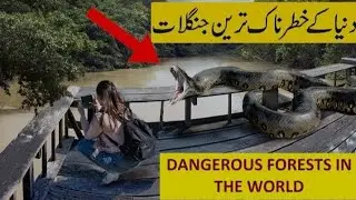 Dangerous Forest's in the 🌎 world #dangerous #dangerousforests #forest #horror