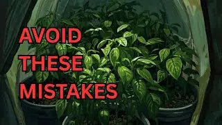 The 4 critical mistakes we made starting our grow tent