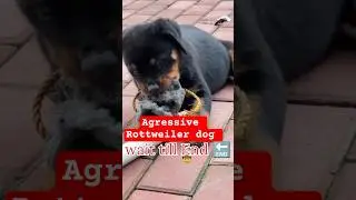 Rottweiler dog namaste |  salute training how to teach your dog |  #dog #shorts #rottweiler