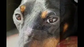 Manchester Terrier Song - kleiner Hund gro&szlig;es Herz