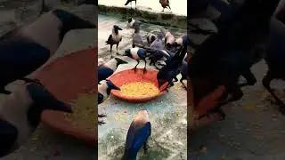 Crow food call #crow_tube #crows #crowsounds #birds #animalsounds #ytshorts