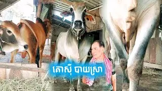 4 bulls eat rice and wine