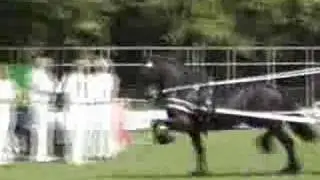 friesian horses in harnass