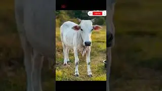 Cow videos Amba amba hamba hamba #cute #trending #1million #animals #actressmalavika #cow #farming