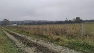 Srnin bijeg