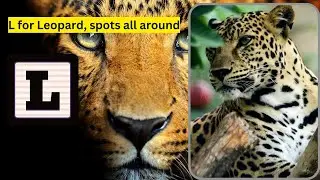 🎵 L for Lion Song: Fun Animal Names for Kids | Learning ABCs with Animals!#LForLion #KidsAnimalSong