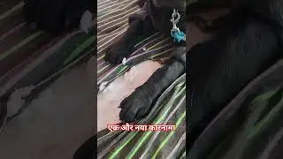 #fun #funny #funny dog #viral #funny pet#shorts feed #labrador #fun to smile