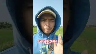 INI DIA USAHA DI SAWAH SELAIN PADI SAYUR SEMANGGI !