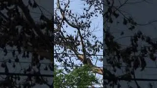 Bat&rsquo;s Kingdom SBMA, Olongapo City Philippines