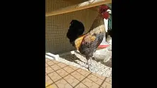 Rooster Death Metal